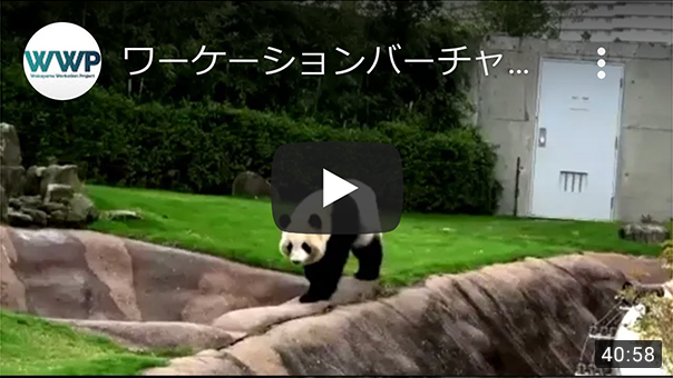 オンライン親子ワーケーション ～日本最多６頭のパンダや動物たち～